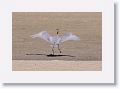 Day3-AM-LasAnimas - 043 * Reddish Egret landing. * Reddish Egret landing.